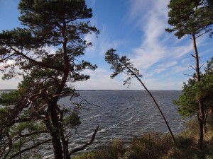 Achterwasser Kiefern